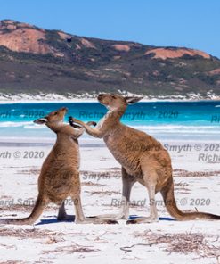 Kangaroos on beach at Lucky Bay, Cape Le Grand, Esperance, Western Australia